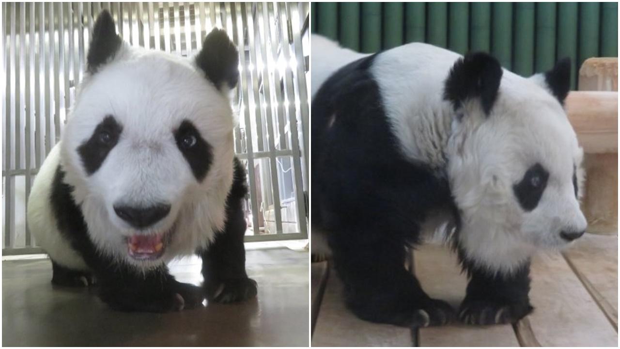 旅日大熊貓「旦旦」因治療心臟病，延後1年回國。(微博)