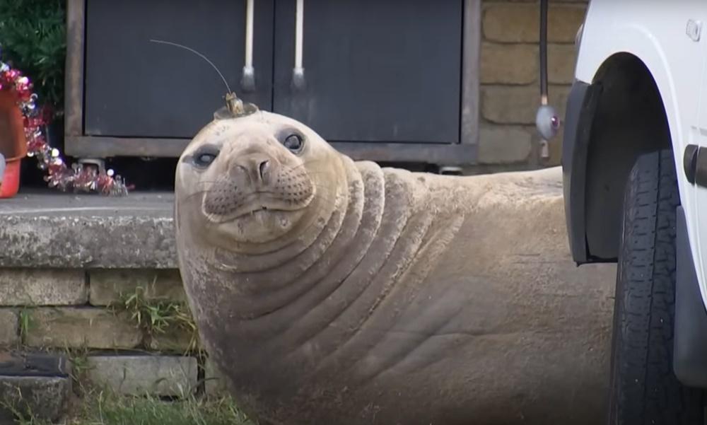 澳女遭600公斤海豹擋路無法返工，老闆信唔信？(YouTube)