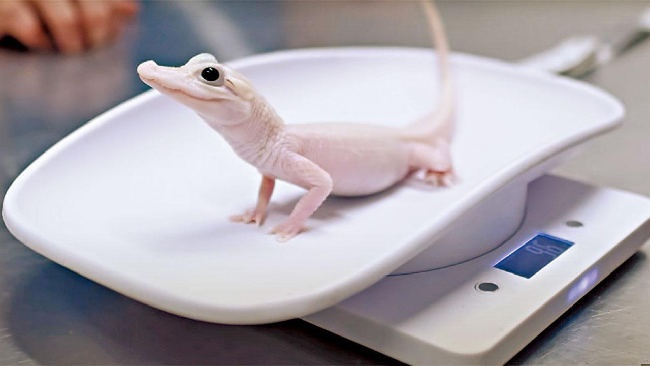 世上僅8隻 「白變」鱷魚寶寶誕生 全球徵名