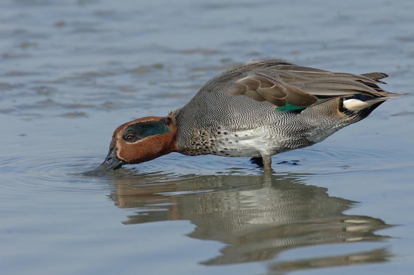 綠翅鴨。(資料圖片/香港濕地公園圖片)