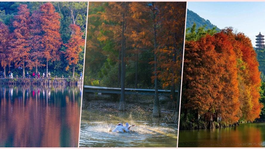 深圳好去處｜仙湖植物園、蓮花山公園等深圳5大落羽杉打卡「仙境」