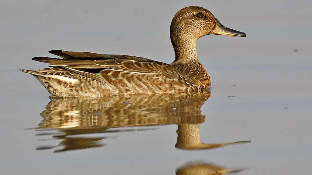 米埔綠翅鴨屍體證實帶H5N1禽流感病毒 漁護署：已加強清潔消毒