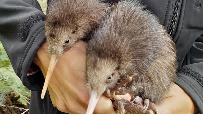 兩隻奇異鳥幼雛被發現在惠靈頓的郊外。(The Capital Kiwi Project)