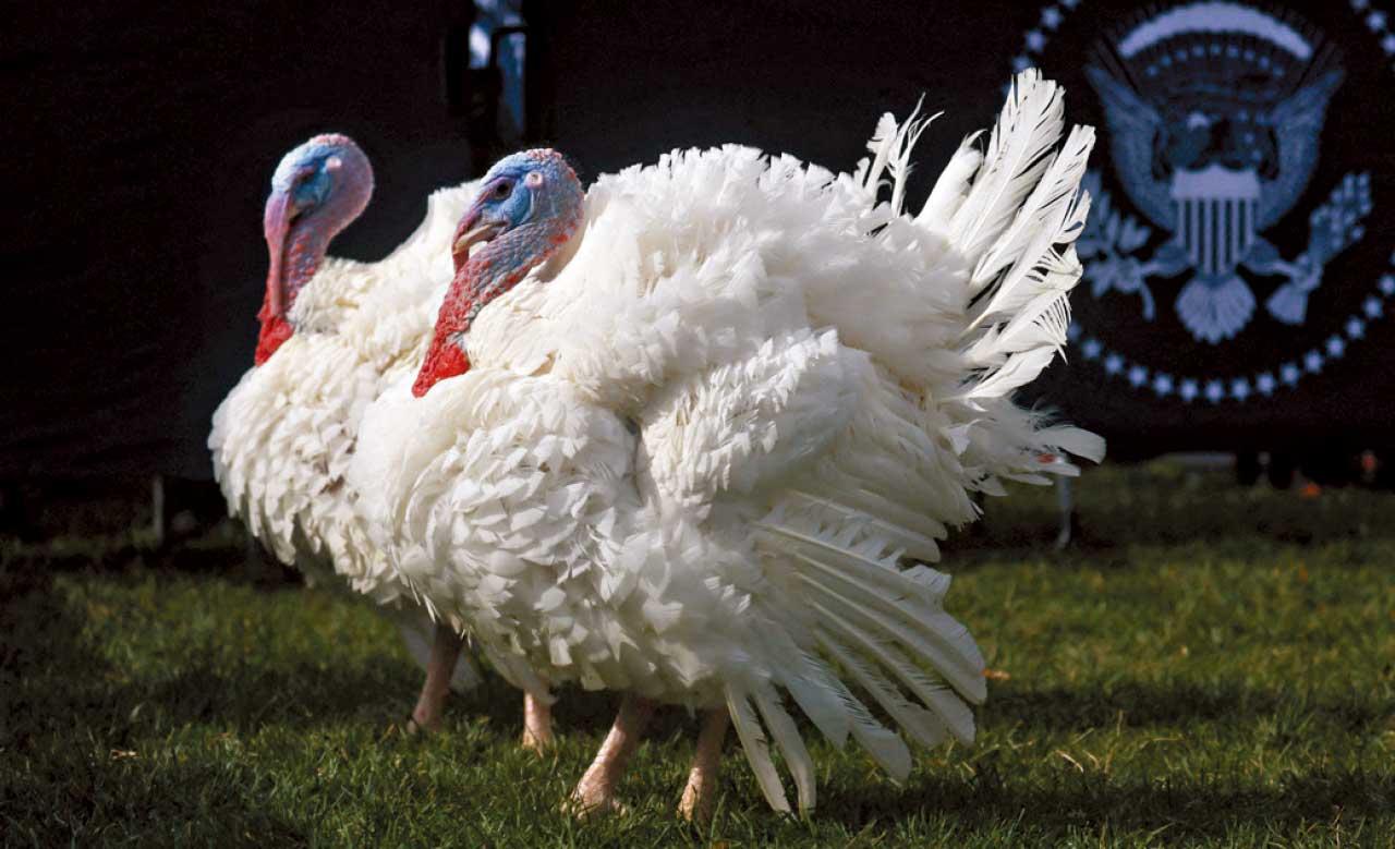 聖誕火雞：歷史與困惑
