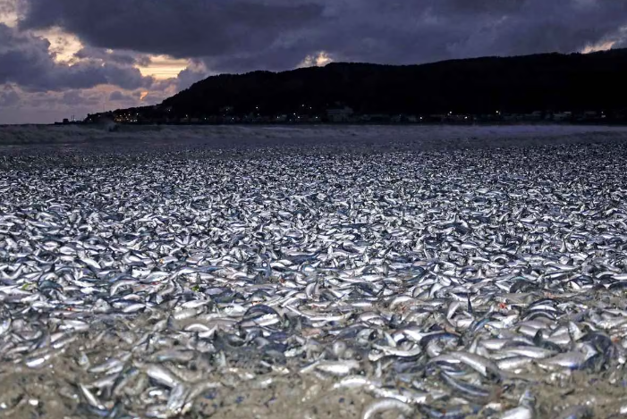  日本北海道海岸昨日(7日)出現大量死魚，日媒報道，函館市濱町到日浦海岸沿岸昨晨發現大量沙甸魚、混雜鯖魚屍骸，屍骸鋪滿一公里沙灘