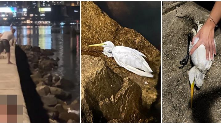 退休漢認石頭擲白鷺囚2個月 官斥行為自私不文明