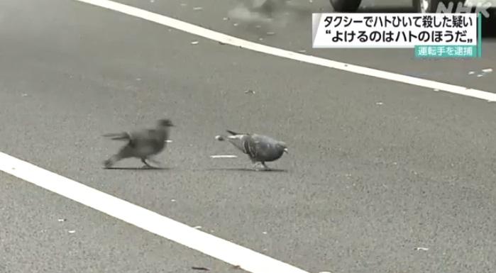 案發的新宿區馬路上有鴿子覓食。(互聯網)