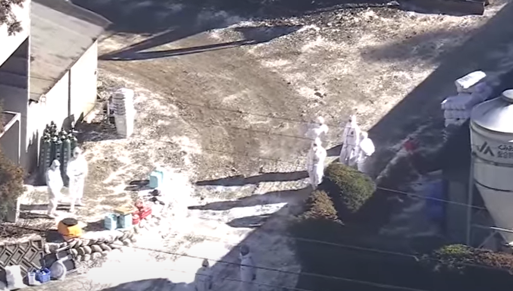 日本岐阜縣一個雞場發現高病原性禽流感。(新聞截圖)