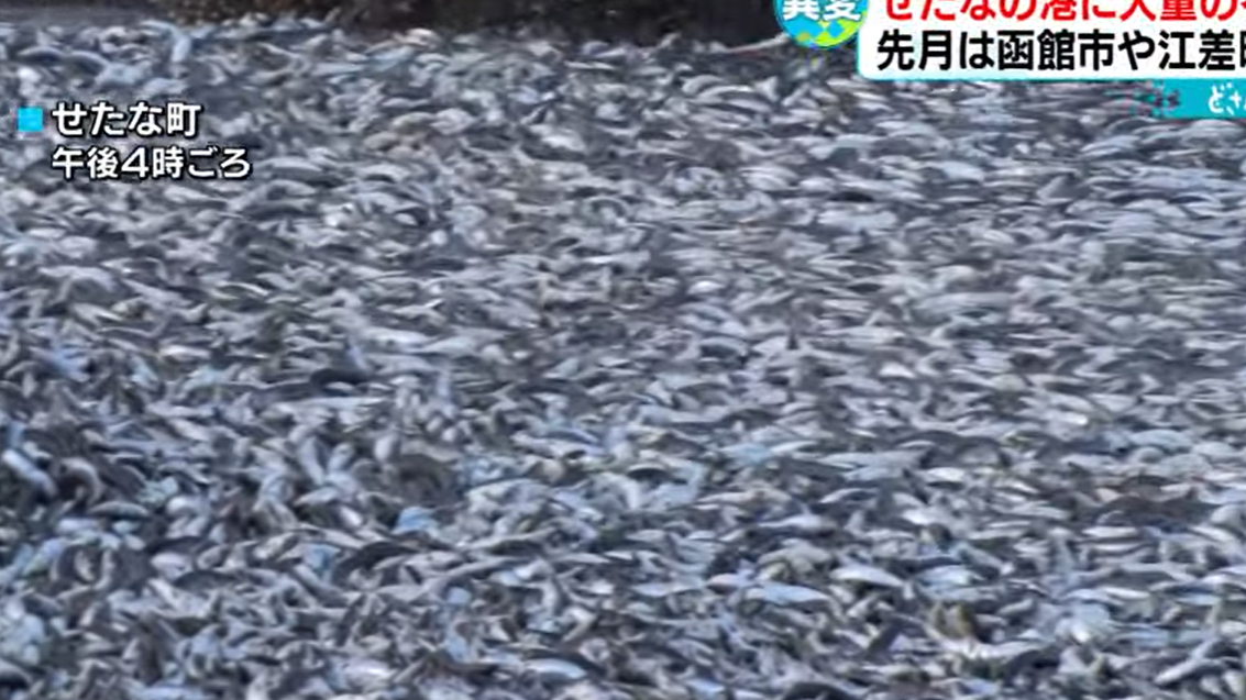 沙甸魚