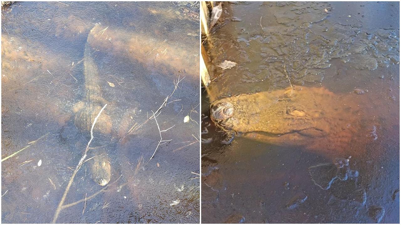 湖中鱷魚被冰封僅鼻頭外露，專家：牠還未死。(FB)