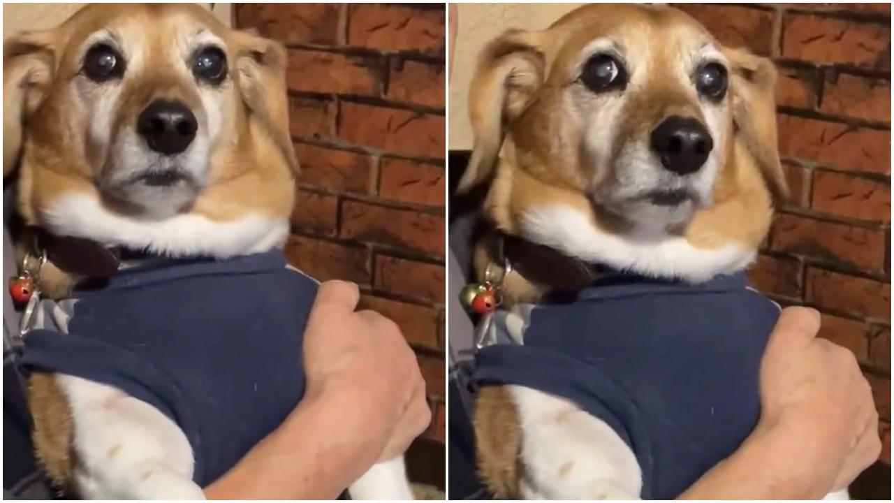 日本地震勾起14歲狗狗311創傷，躲主人懷中狂抖震。(X)