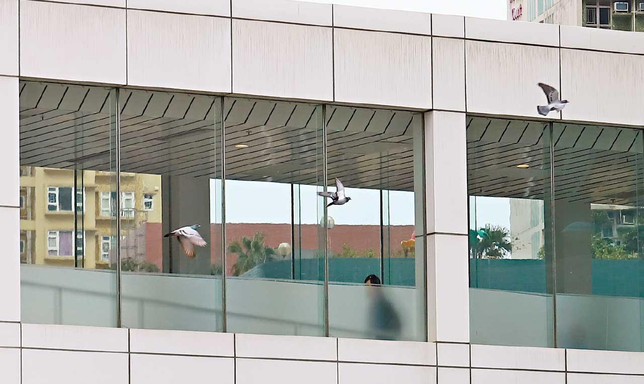 AM專題｜玻璃幕牆兩年「窗殺」逾300雀 團體促貼波點助識別