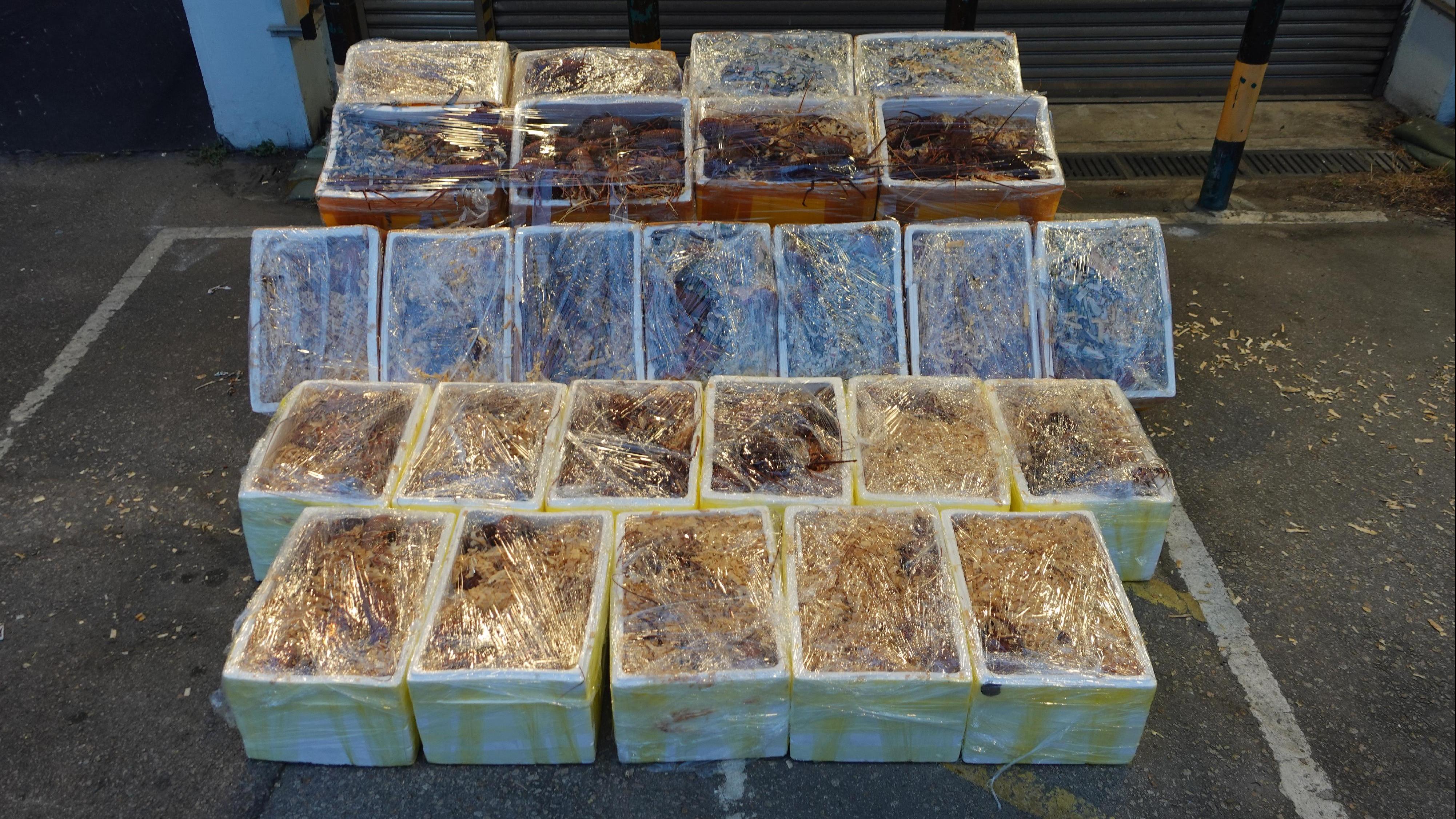 海關於文錦渡管制站檢獲約600公斤走私活龍蝦　料值約40萬元