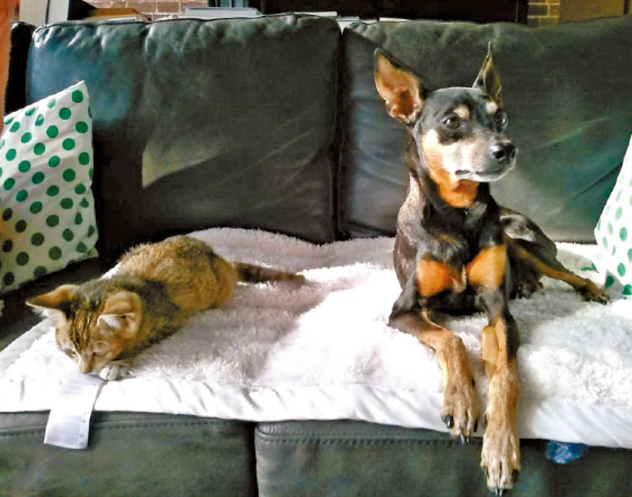 從男人遇上老狗說起