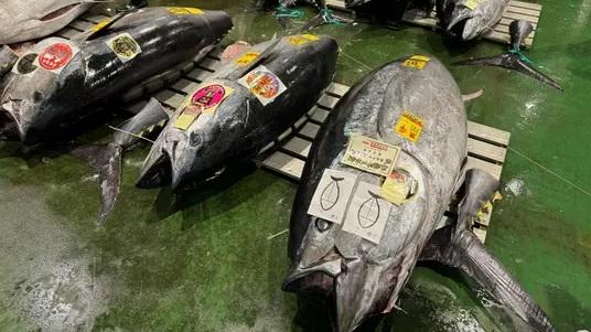 東京豊洲市場今年首次的吞拿魚拍賣。(網上圖片)