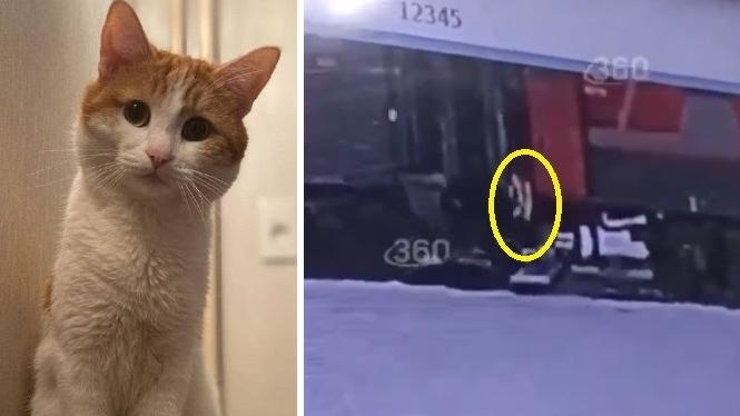 Twix被車長誤以為是流浪貓，丟出火車落在雪地，最終被發現死亡。(互聯網)