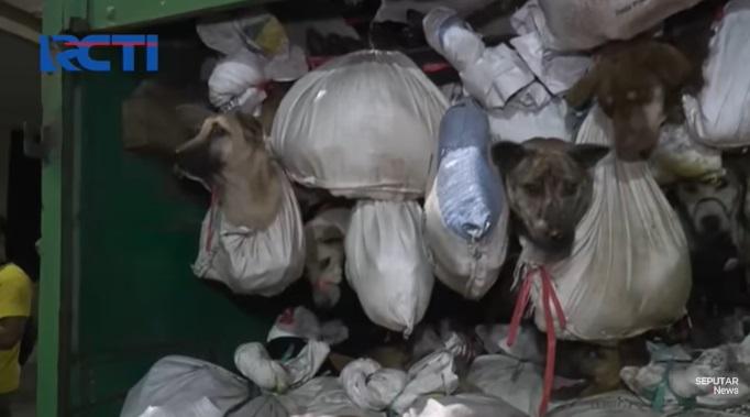 狗隻被綁在袋裡。(互聯網)