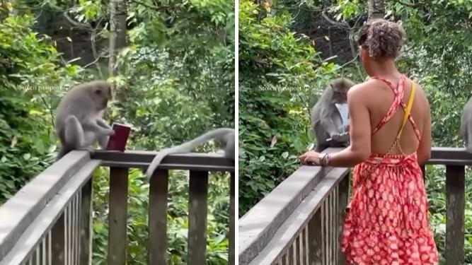 猴子好奇看看護照後，將護照大口咬爛，女遊客嚇到措手不及。(互聯網)