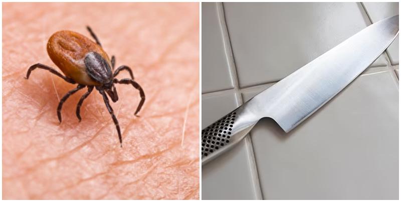 遭蜱蟲咬出現幻覺 捷克神父揮刀自宮