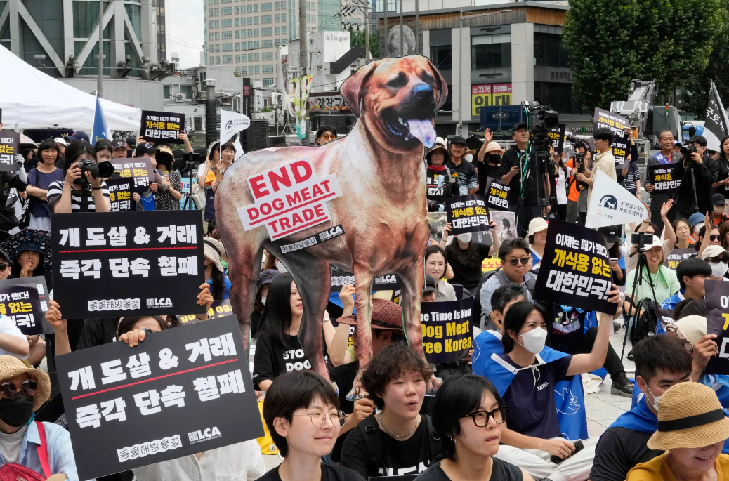 南韓國會通過法案  2027年全面禁食狗肉（資料圖片）