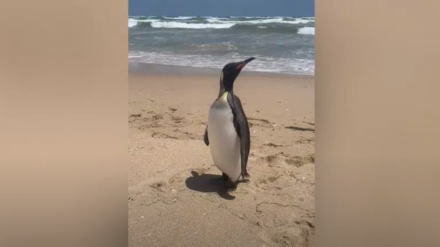 南極國王企鵝現身澳洲 兩地相距6000公里