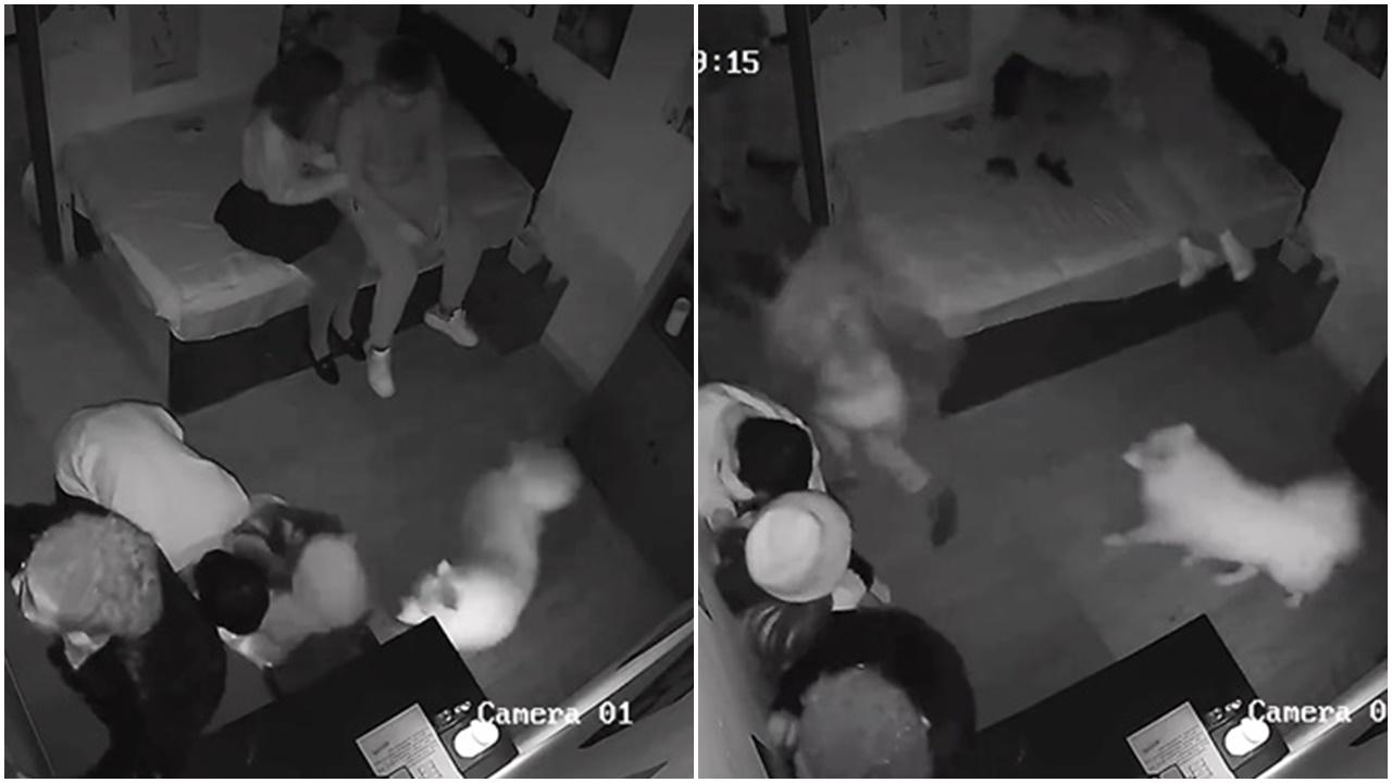 狗狗亂入密室逃脫，扮鬼NPC反被嚇到一仆一碌。(微博)