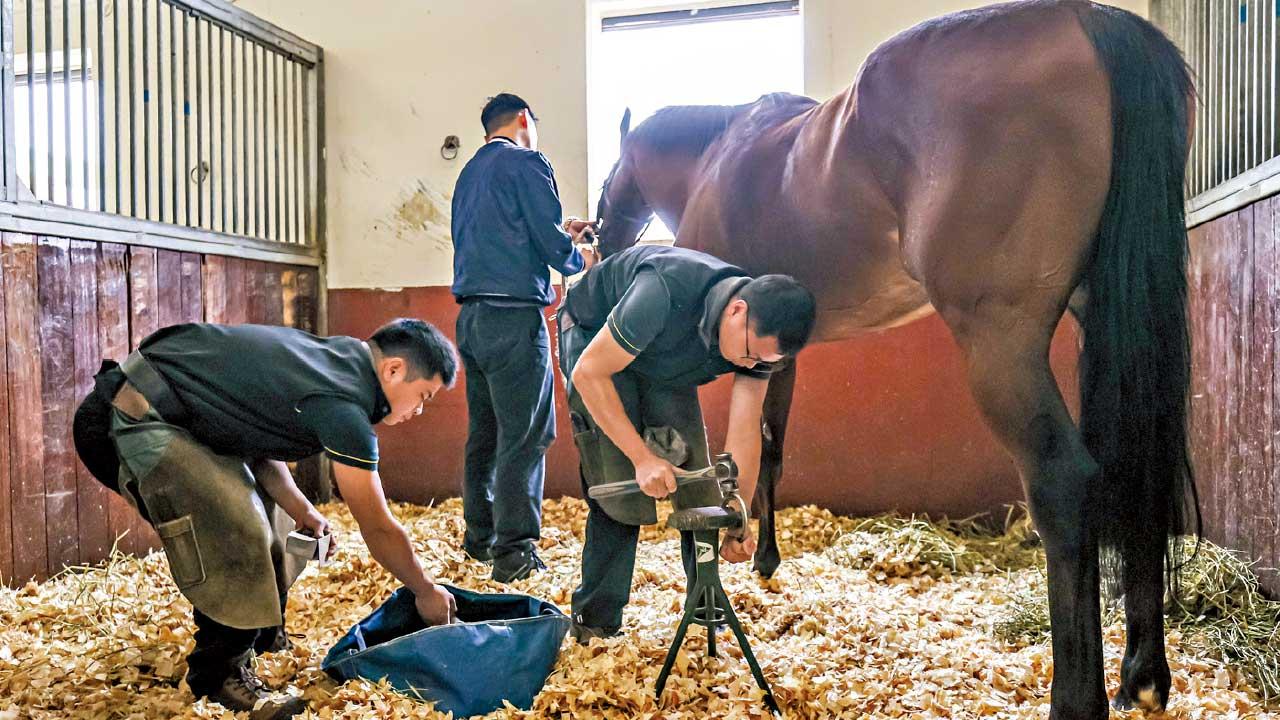 馬會為從化馬場培訓500人才 「白紙」學員4年成釘甲匠