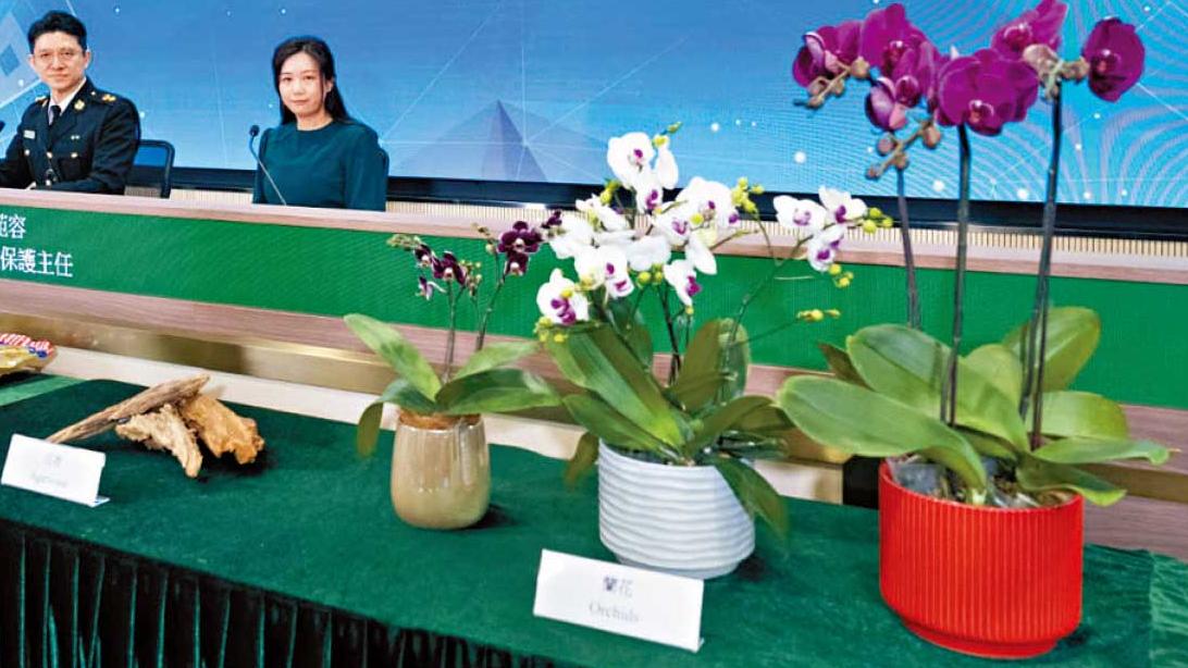 北上辦年貨勿誤帶瀕危物種回港 海關上月截97宗 六成涉入口蘭花