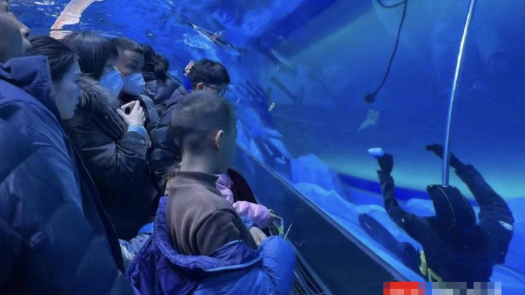 河南鄭州海昌海洋旅遊度假區海洋館一名潛水員在企鵝池工作時遇溺死亡，多名遊客目睹潛水員跌落水池底部過程，有人一度以為是假人。（網上圖片）