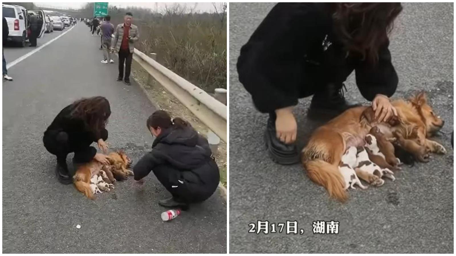 湖南塞車耐到金毛犬作動路邊分娩　飼主嘆：再塞下去都坐完月了