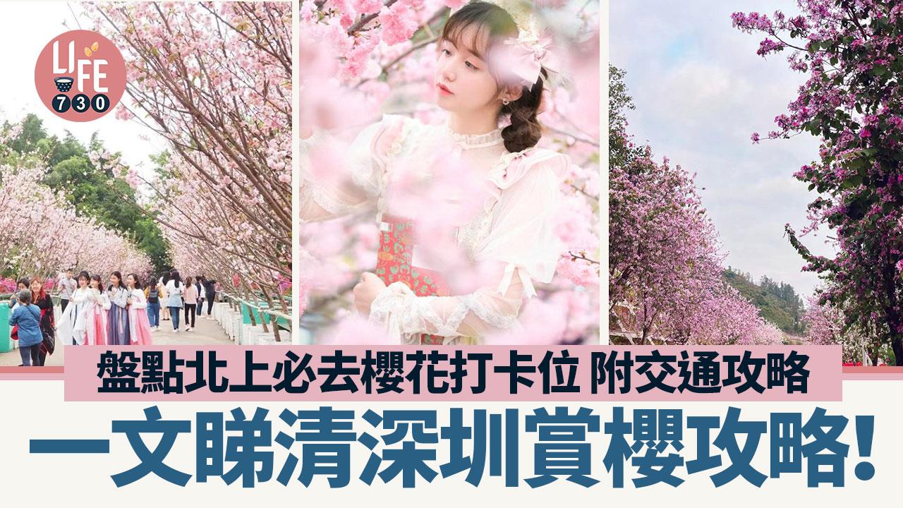 深圳好去處｜深圳賞櫻攻略 盤點5大北上必去櫻花打卡位 附交通攻略