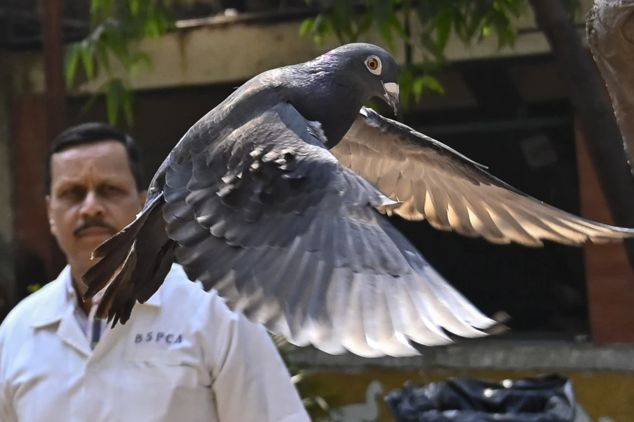 印度警方早前將一隻鴿子「拘留」了8個月，原因是其腿環上寫有「看起來像中文的文字」，懷疑牠是「中國間諜鴿」，惟事實上這隻鴿子只是來自台灣的賽鴿。誤會解除後，這隻鴿子方於周二(1月30日)「獲釋」。（資料圖片）