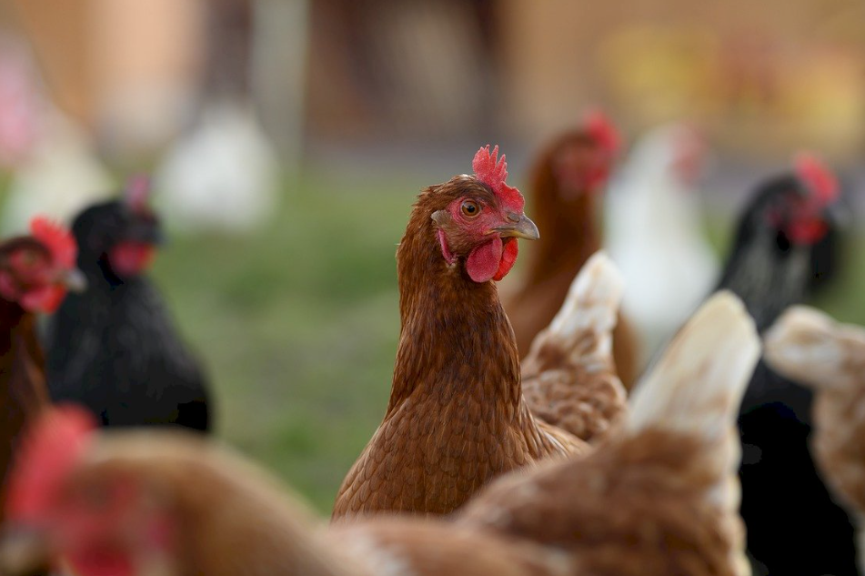 浙江婦混合感染流感禽流感病例  世衞：人傳人風險較低