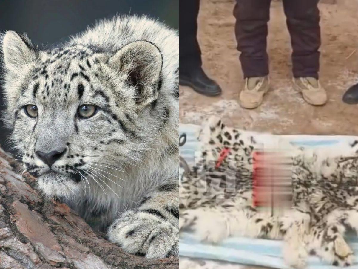 雪豹遭被新疆男殺再吃掉 「雪山之王」尾巴製腰帶