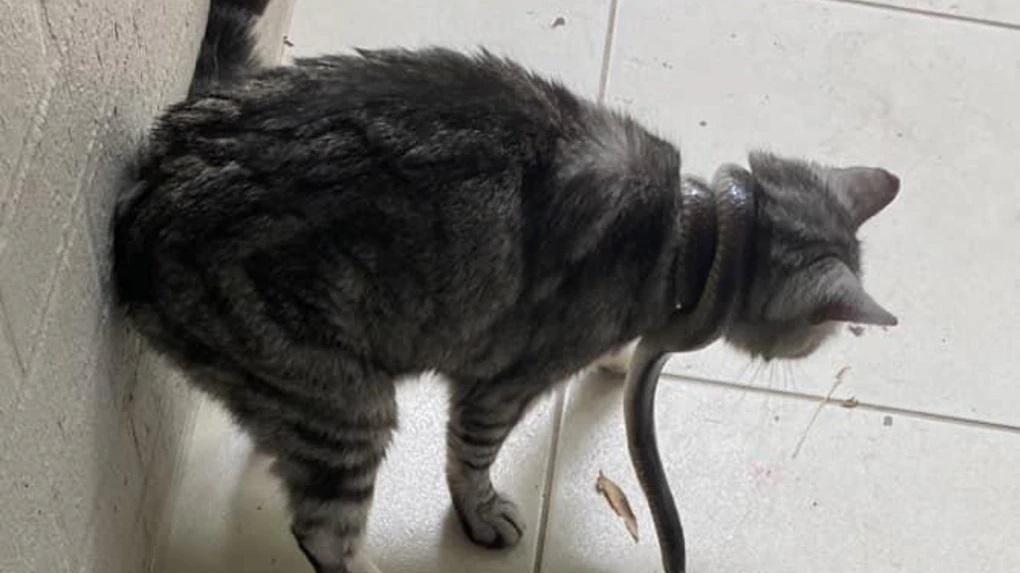 貓咪被毒蛇纏頸，狀甚驚嚇。(互聯網)