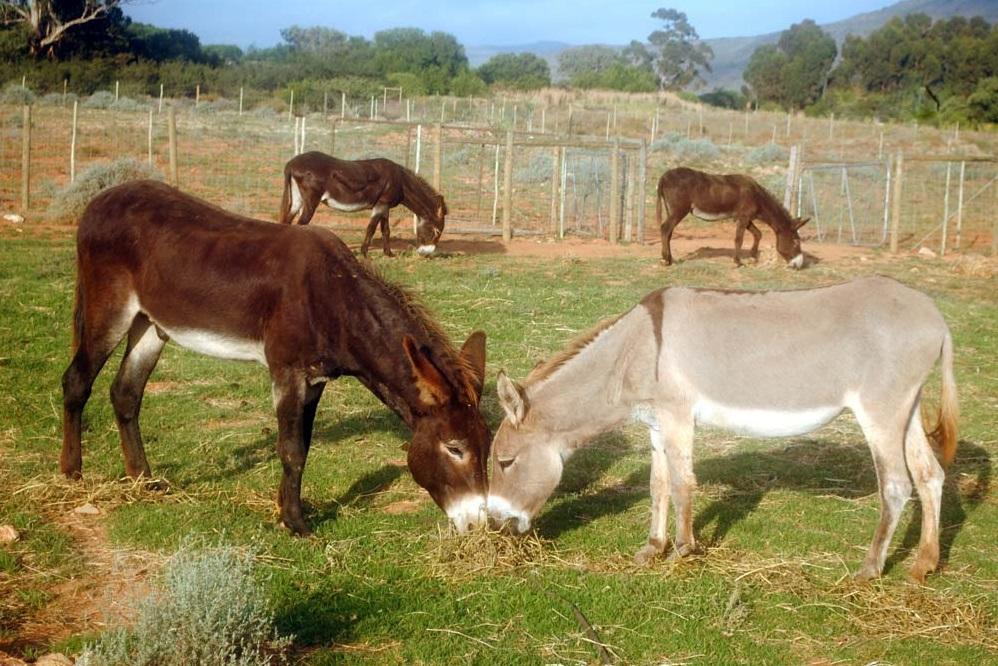 南非一個驢子庇護中心。(互聯網)