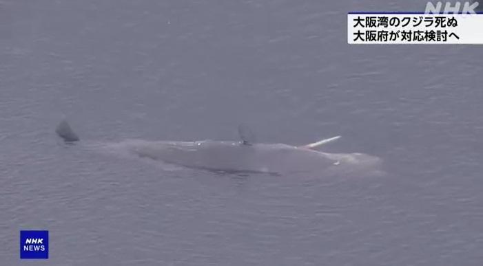 專家周一上午確認受困大阪灣鯨魚已死亡。(互聯網)