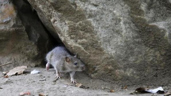 美國俄勒岡州出現一宗近年罕見的人類淋巴腺鼠疫病例。(資料圖片)