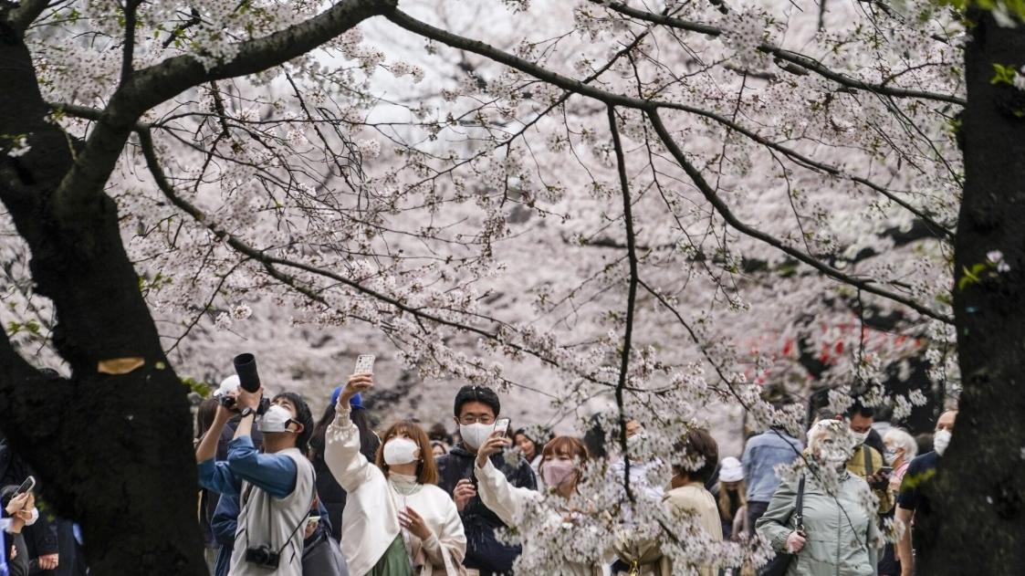 東京民眾往年觀賞櫻花。(資料圖片)