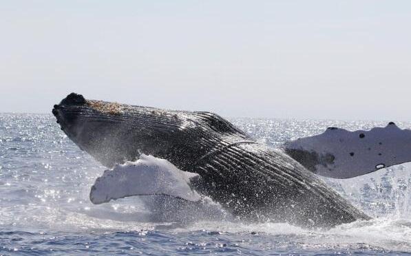 最新研究顯示，北太平洋的座頭鯨數量在不到10年內銳減20%。(資料圖片)