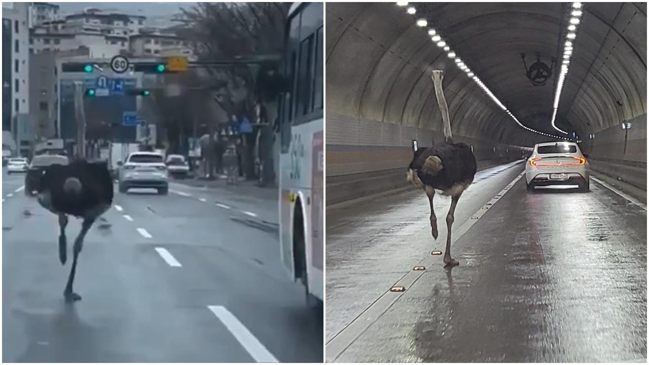 南韓鴕鳥疑同伴離世心情差，越獄闖車陣狂奔1小時。(X)