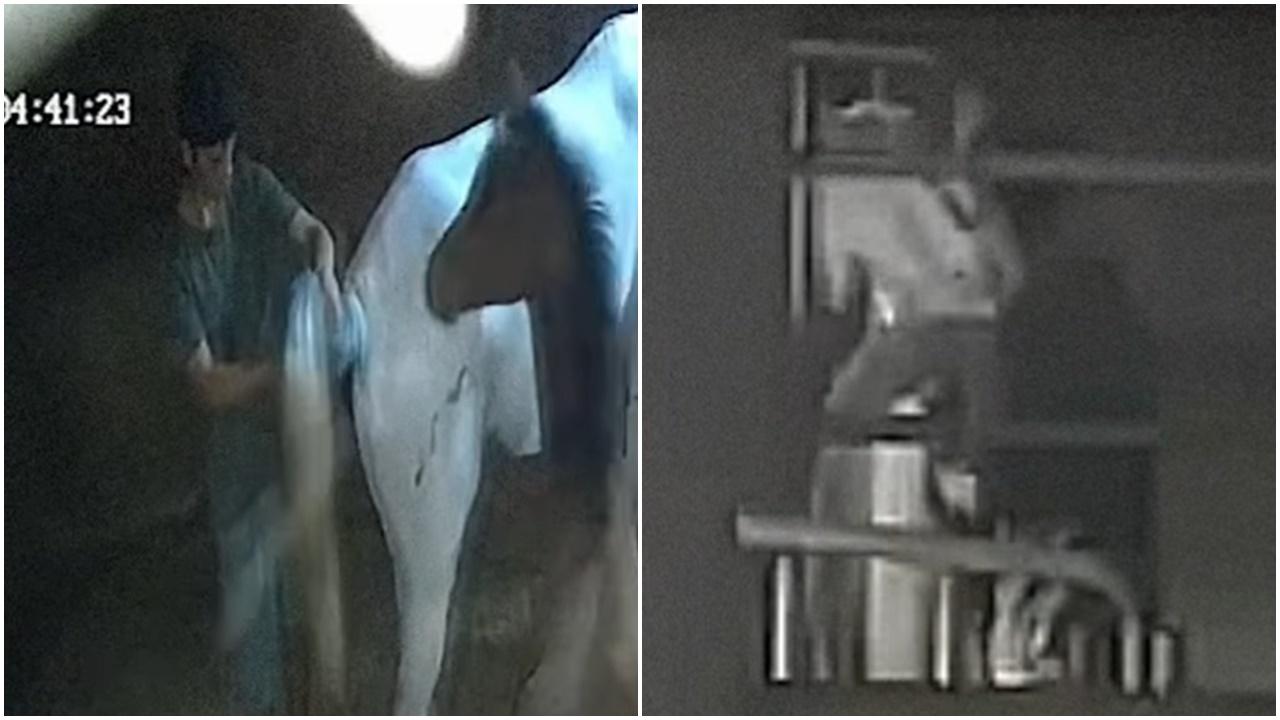 19歲男闖馬房性侵3匹母馬，懷孕9個月母馬流產。(FB)