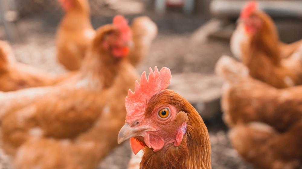 佛山女被雞啄傷，慘送ICU搶救2個月。(資料圖片)