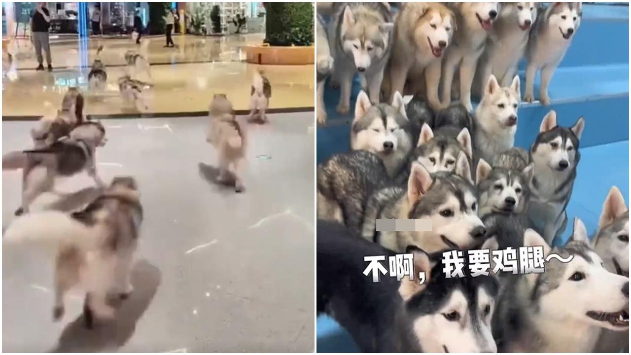 逾100隻哈士奇集體「逃獄」商場狂奔，兼打劫途人食物。(微博)