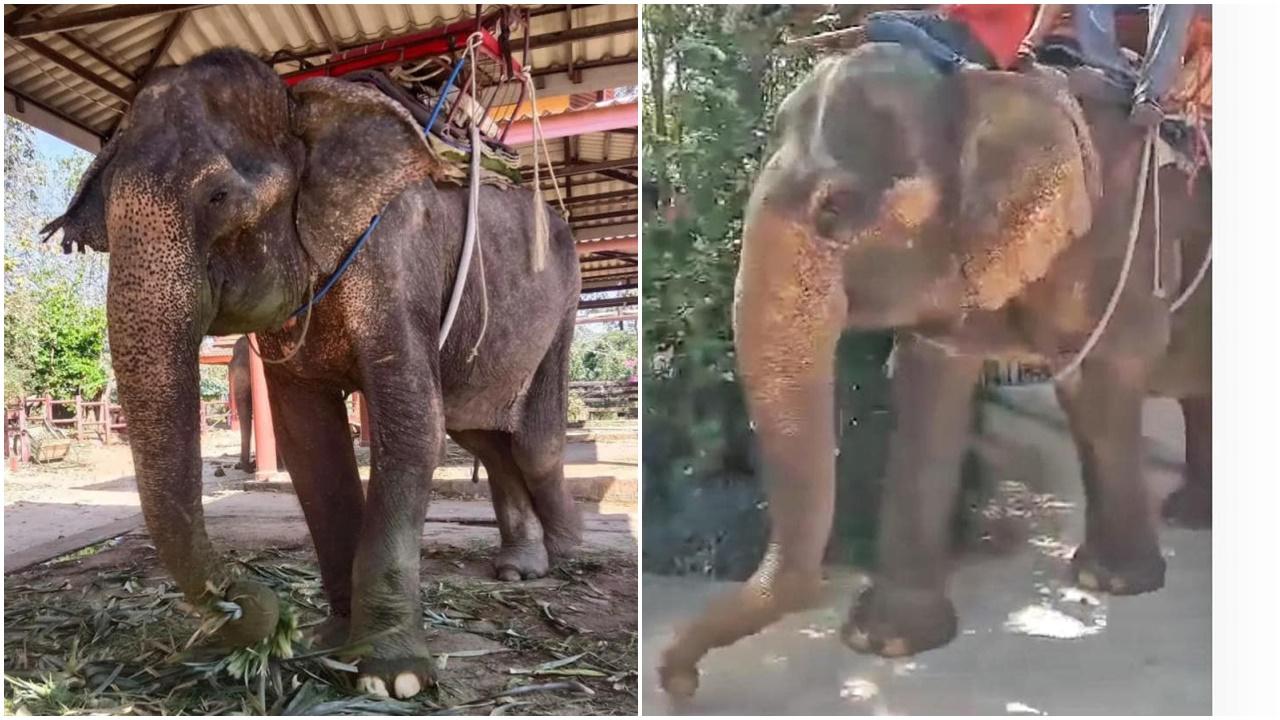 泰國大象婆婆遭強迫勞動80年無間斷，獲動保出手拯救。(FB)