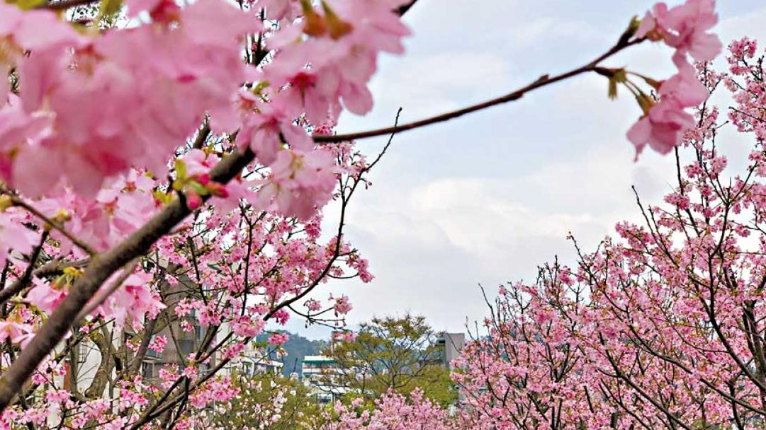 台北櫻花杜鵑玫瑰排隊綻放