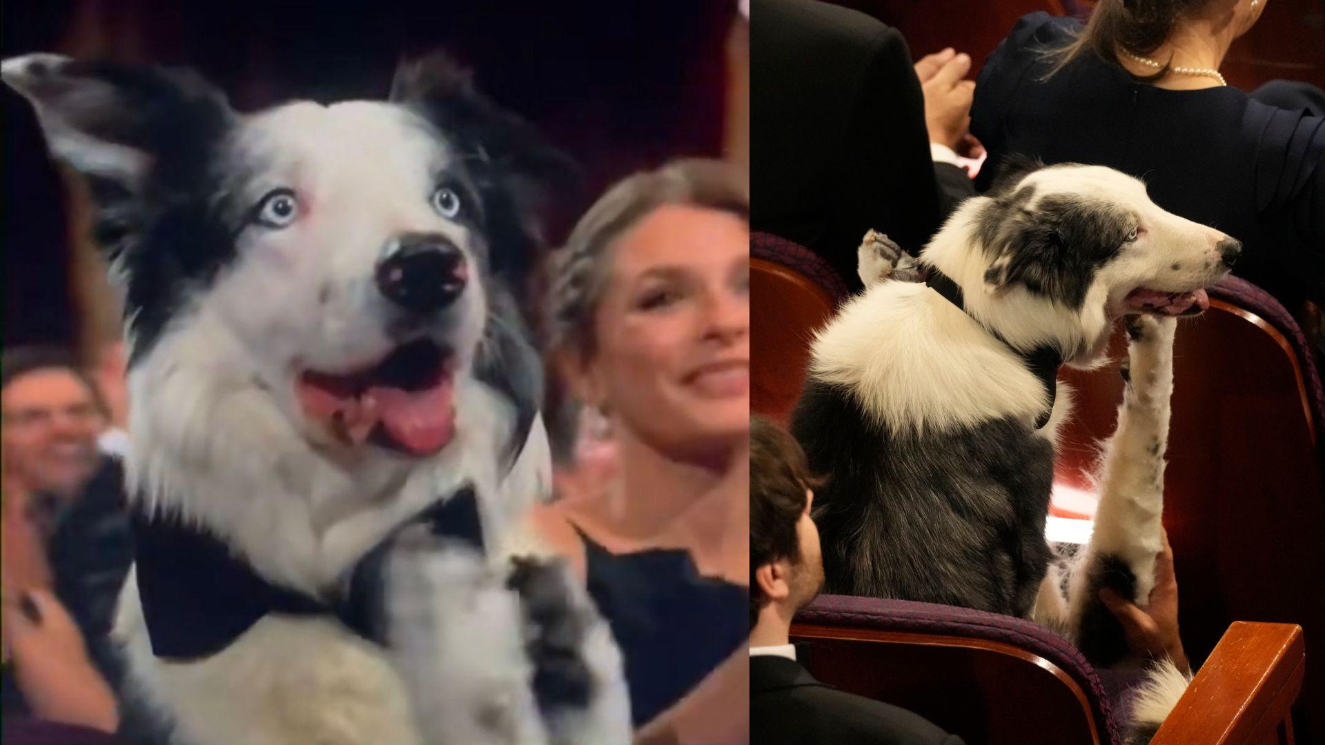 奧斯卡2024｜《墮下的對證》牧羊犬Messi傳被禁出席 變風頭躉出現大特寫鼓掌畫面