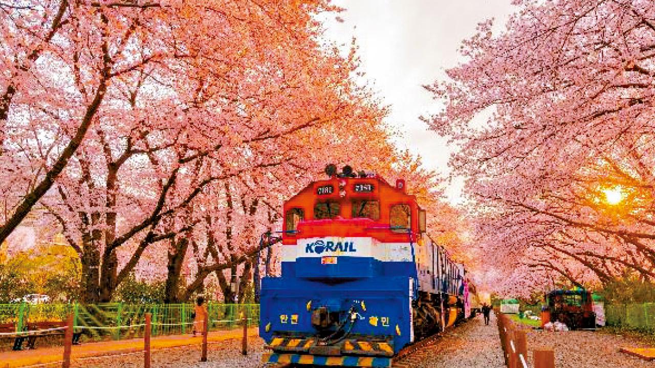 東瀛遊 釜山直航專機 復活節鎮海賞櫻限定團