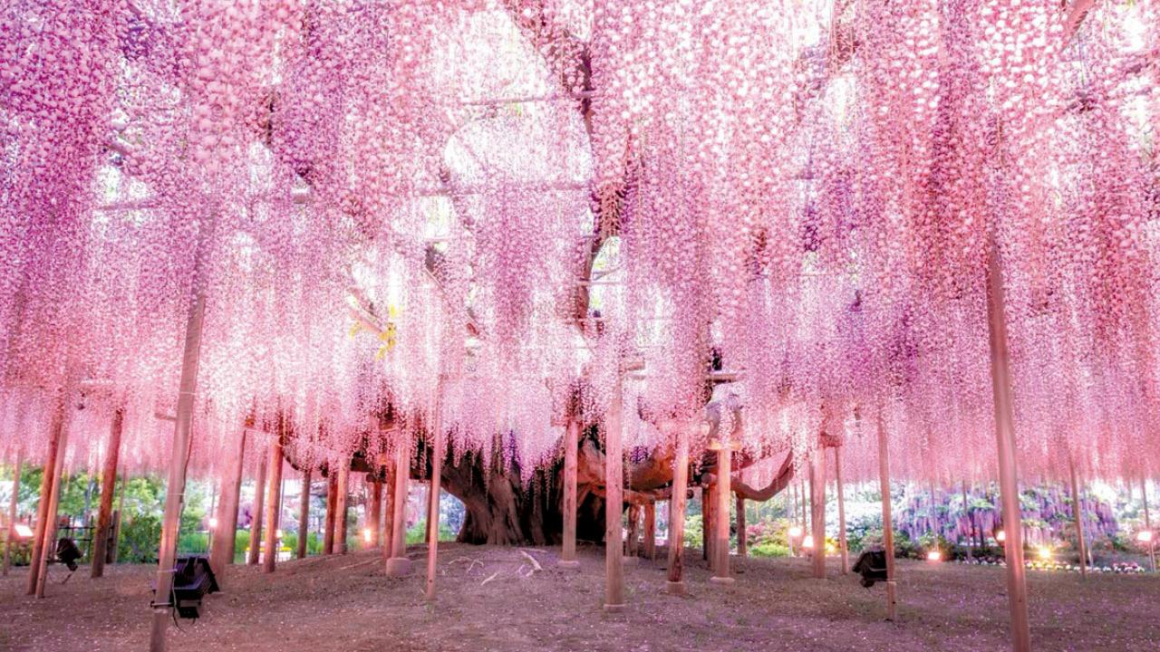 觀賞 東京人氣紫藤花祭 及 草津溫泉湯揉表演