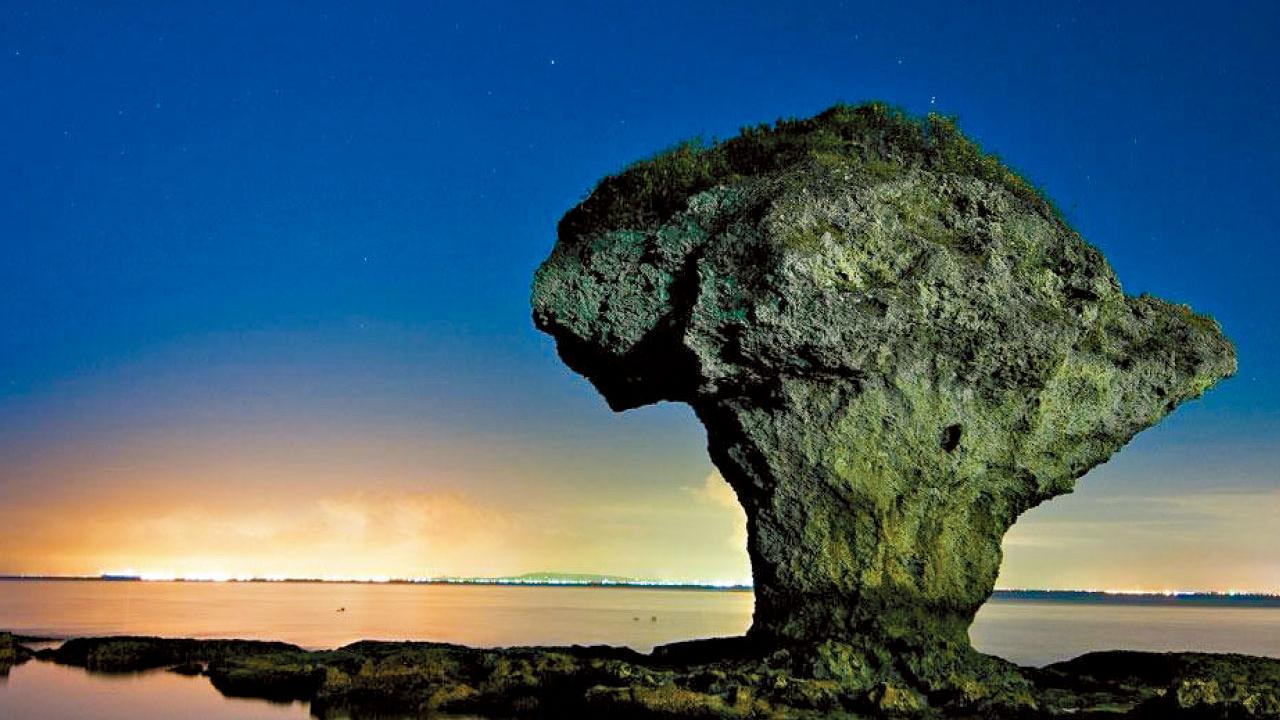 賞櫻賞珊瑚賞日落 上山下海寶島10天旅